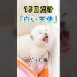 「白い天使」だった保護猫。6年後まさかの姿に…