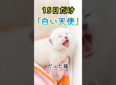「白い天使」だった保護猫。6年後まさかの姿に…