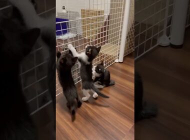 Day 42: Kittens or Little Monkeys? 😂🐾 | 子猫？それともおサルさん？🐒💕t them climb