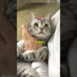 5 Cute Cat Breeds That Are Surprisingly Low-Maintenance 😻🐱#catsoftiktok #catsofyoutube