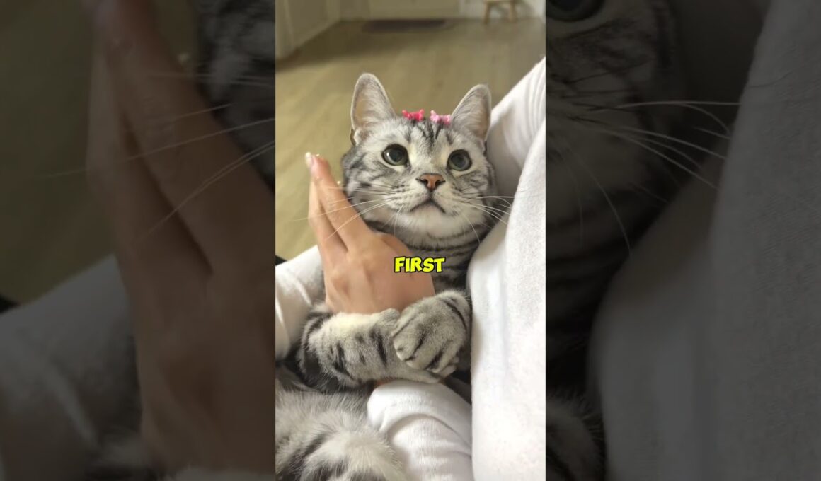 5 Cute Cat Breeds That Are Surprisingly Low-Maintenance 😻🐱#catsoftiktok #catsofyoutube