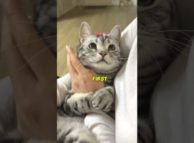 5 Cute Cat Breeds That Are Surprisingly Low-Maintenance 😻🐱#catsoftiktok #catsofyoutube