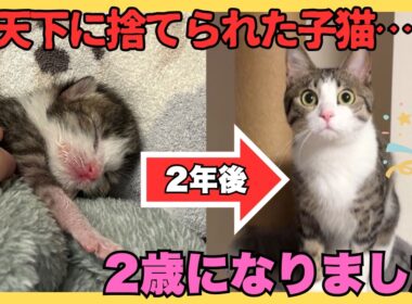 生まれたての子猫を拾ったら人生変わった【生後0日～2歳成長記録総集編】