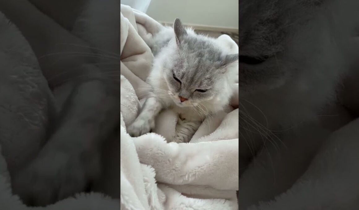 セルカークレックスのメイちゃん　甘えてうとうとしながらzzz...