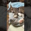 三毛猫ミックス。クシャミした後、シャム雫→黒猫くーをグルーミング巡り