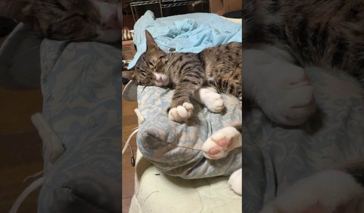 三毛猫ミックス。クシャミした後、シャム雫→黒猫くーをグルーミング巡り