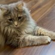 無防備で甘えん坊な猫　ラガマフィンA defenseless, affectionate cat. Ragamuffin
