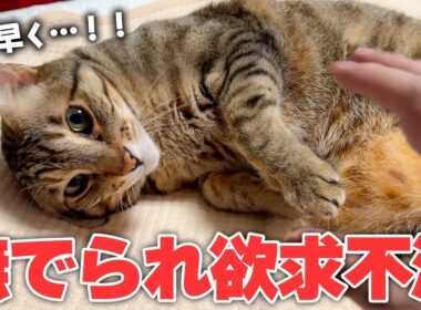 どうしても撫でられたくて、飼い主を誘いまくる猫が可愛すぎて限界突破しました。