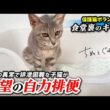 骨盤の異常で排泄困難だった保護子猫がついに自力で排便しました！【保護猫ボランティア・食堂裏のキリ編７】／ #猫 #保護猫 #子猫