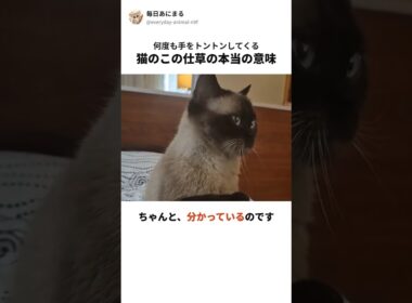 猫が何度も手をトントンしてくる…この仕草の本当の意味 #猫 #ねこ