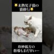 🐱未熟児子猫、からあげに弟子入りする😾   #cat #kitten #猫 #子猫 #ねこ #こねこ #保護猫 #shorts  #猫のいる暮らし