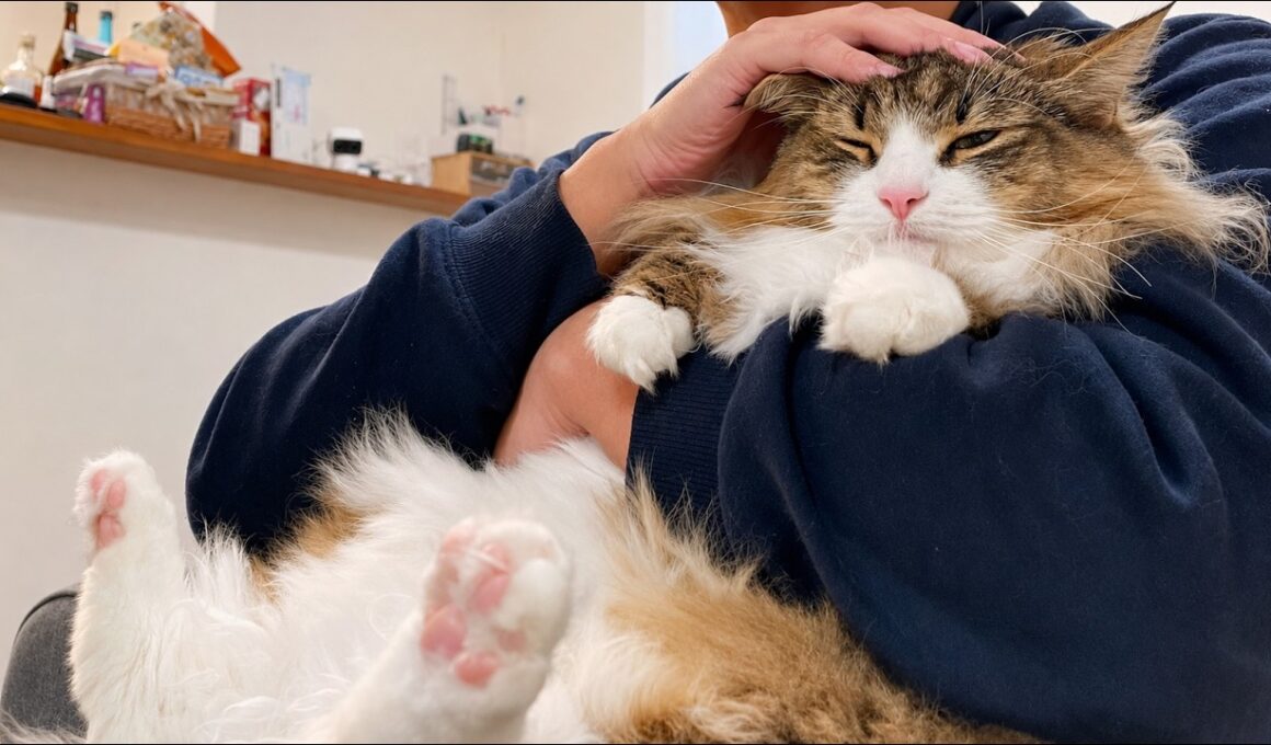 構ってほしくて甘えんぼモード全開になるデカ猫にメロメロが止まりません…❤︎