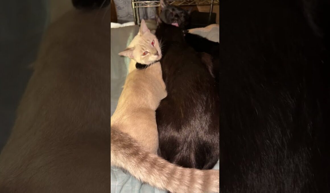 黒猫くーとシャムの雫。UMA