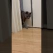 携帯にスリスリ_20260816 #shorts #cat #ロシアンブルー #猫