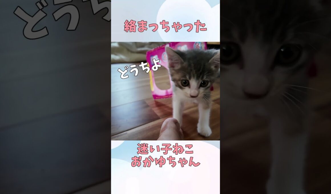 絡まっちゃった子ねこ #子ねこ #cat  #kitten