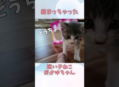絡まっちゃった子ねこ #子ねこ #cat  #kitten