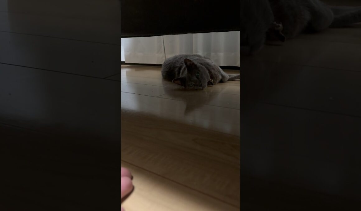 来ず_20260815 #shorts #cat #ロシアンブルー #猫