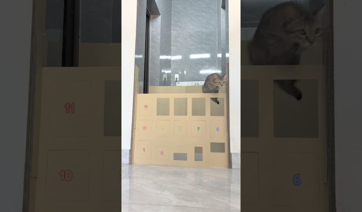 ペットチャレンジ#ペット #猫 #子猫 #cat #challenge #catchallenge #funnycats