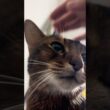 朝ごはんおねだりねこちゃん　#cat #アビシニアン