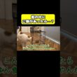 檻の中にご飯があったら…？#猫 #おもしろ #アテレコ #ニャンチューバーつくし
