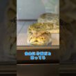 ビルマニシキヘビのいっちゃん🐍 #ビルマニシキヘビ #バーミーズ #ニシキヘビ #大蛇 #蛇 #ヘビ #snake # #爬虫類 #爬虫類のいる生活 #reptiles #爬虫類カフェ