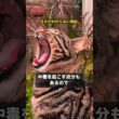 猫が甘い物の味を感じない理由 #猫 #雑学 #shorts