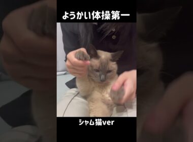 今更これ踊らされる猫 #猫 #虚無#シャム猫