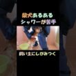 シャワーが苦手で飼い主にしがみつき膝にのる柴犬   A Shiba Inu who doesn’t like shampoo and clings to its owner