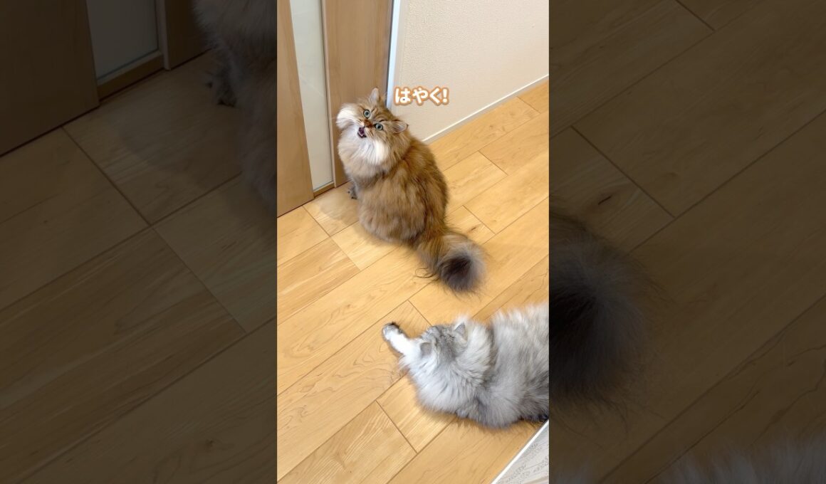 なぜドアを開けてほしいか分からない猫 【サイベリアン】 #Shorts