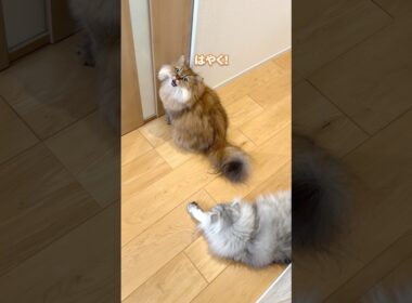 なぜドアを開けてほしいか分からない猫 【サイベリアン】 #Shorts