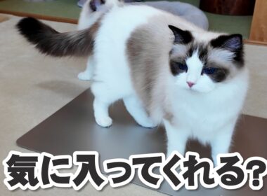 猫3匹と過ごす夏休み。ひんやりグッズをプレゼントしたら…【ラグドール3兄妹】