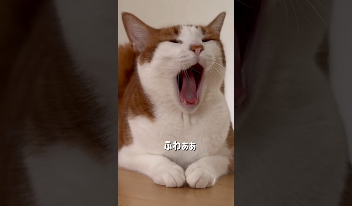 スフィンクス、起動。