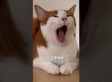 スフィンクス、起動。