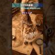 【隣国が由来!】まるでキツネな美猫「ソマリ」の名前の秘密！アビシニアンから生まれた気品とフサフサの大きな尾っぽに見とれる…！キツネっぽい猫ちゃん気になりませんか？ #猫の雑学 #ソマリ #猫動画 #s