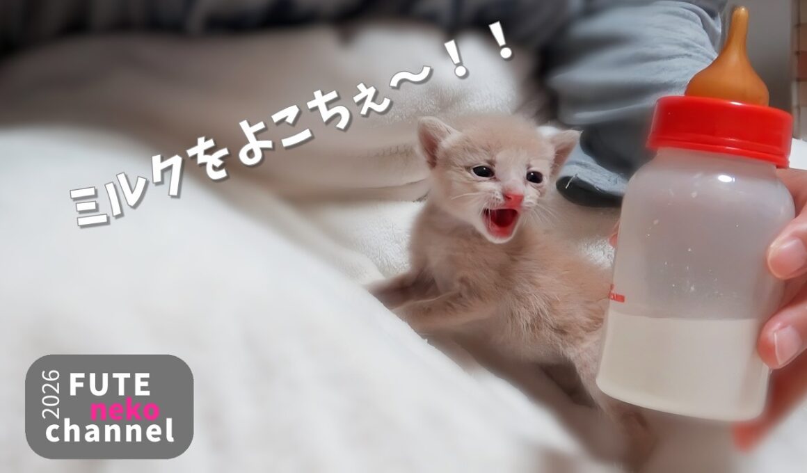 腹ペコ大絶叫のミルク猫の様子【保護子猫】