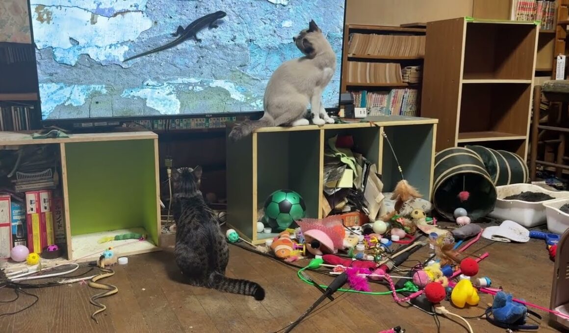 トカゲ動画に夢中なシャム猫パンダ、キジシロのルル。コットでは、シャム雫ちゃんを、トレマーズが襲いｗ