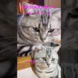 1本だけ向きが違ったヒゲが #アメショ #アメリカンショートヘア #cat 生え変わっても向きは同じなの？