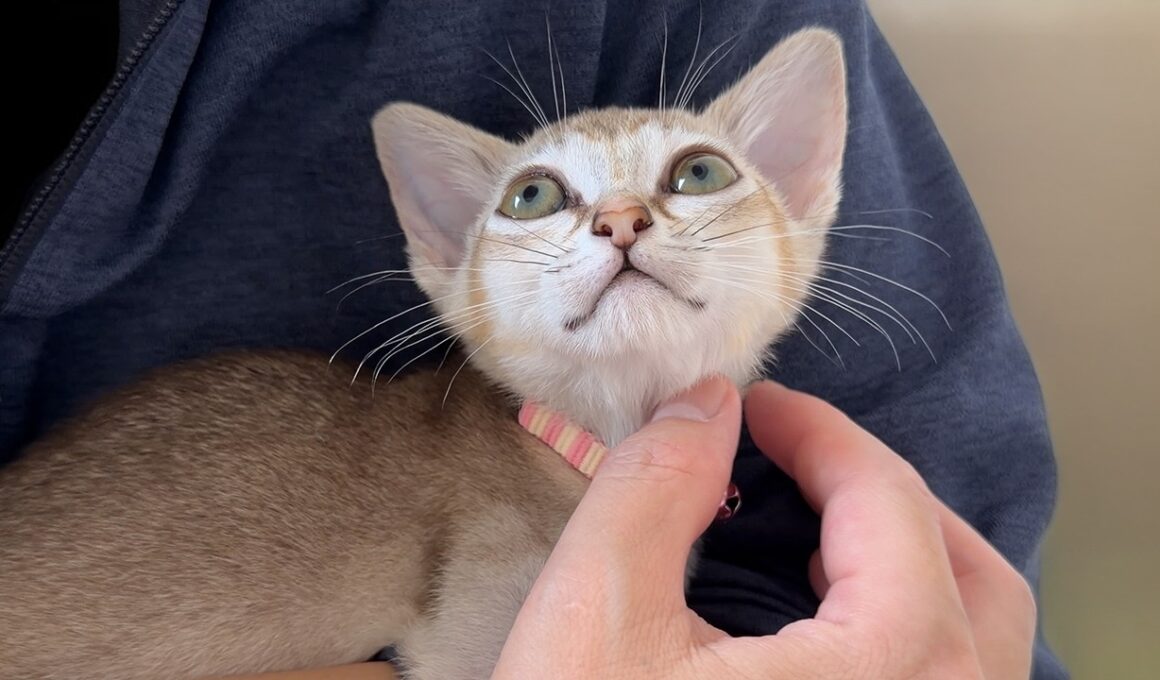お迎え7日目の子猫が甘えたさん過ぎました
