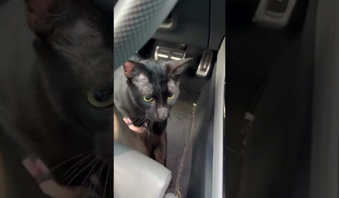 @thetuxieandthevoid Whiskers. Greeting Mum.Usually he's on top of the car #cat #kitten
