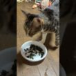 シャムねこ雫「海苔。キジシロのルルは食べずに去った」