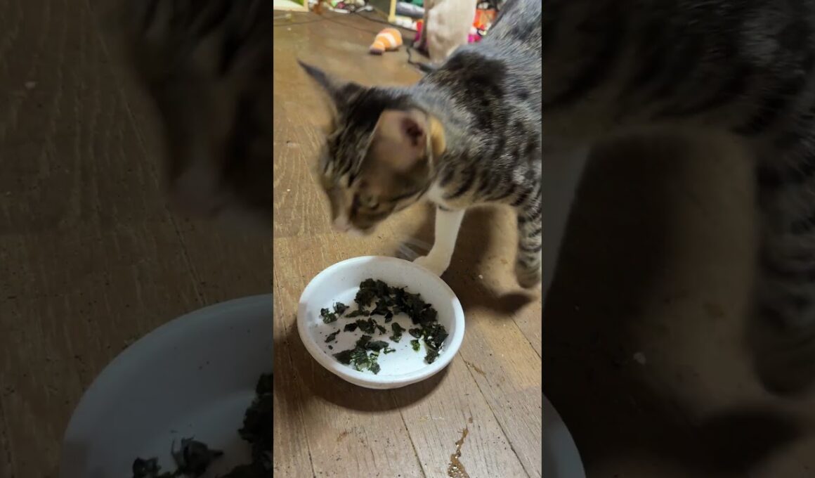 シャムねこ雫「海苔。キジシロのルルは食べずに去った」