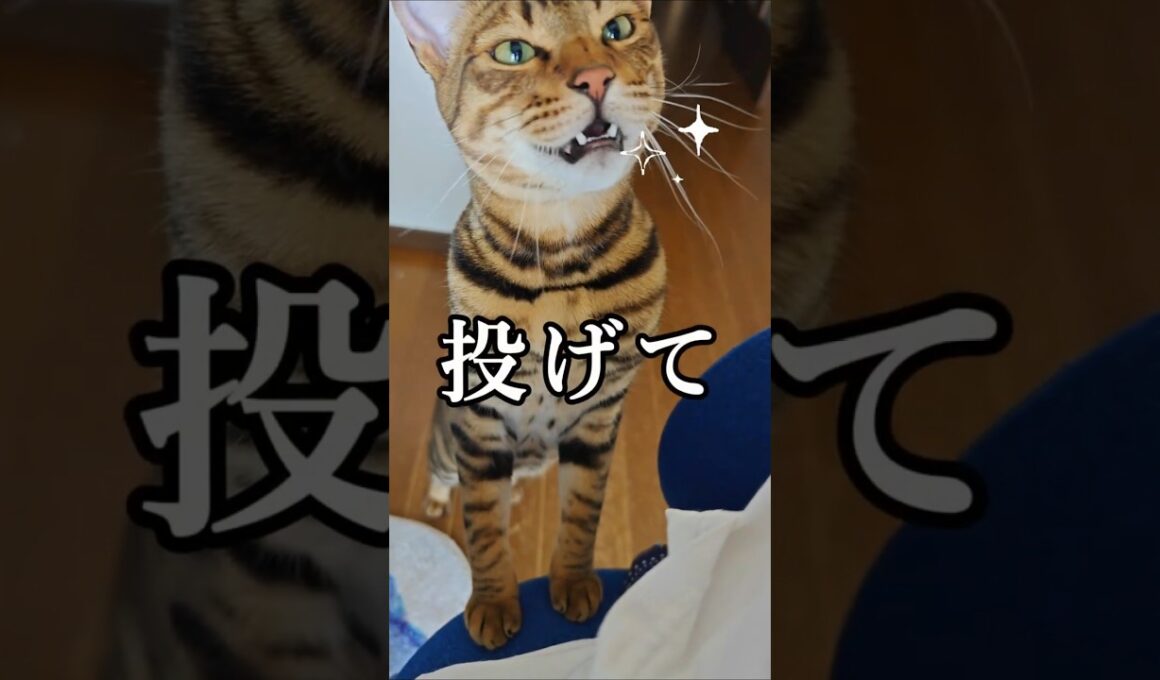 遊んで！のニャー｜トイガー&ラグドール　#トイガー #ラグドール #catshorts　#猫のいる暮らし #catfunny #大型猫