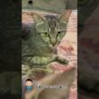 CS894 子猫64　子猫とその家族 #子ネコ