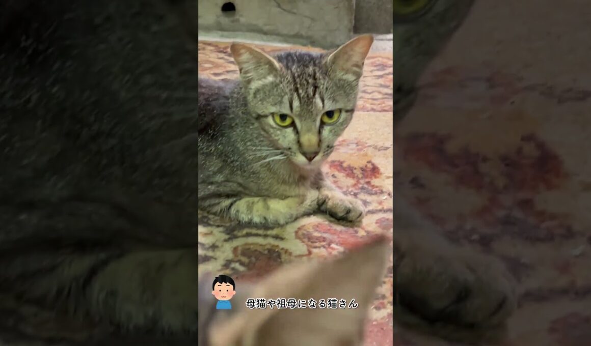 CS894 子猫64　子猫とその家族 #子ネコ