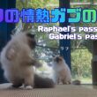 バーマン猫ラフとガブ【ラフの情熱ガブの情熱】Raphael's passion and Gabriel's passion（バーマン猫）Birman/Cat