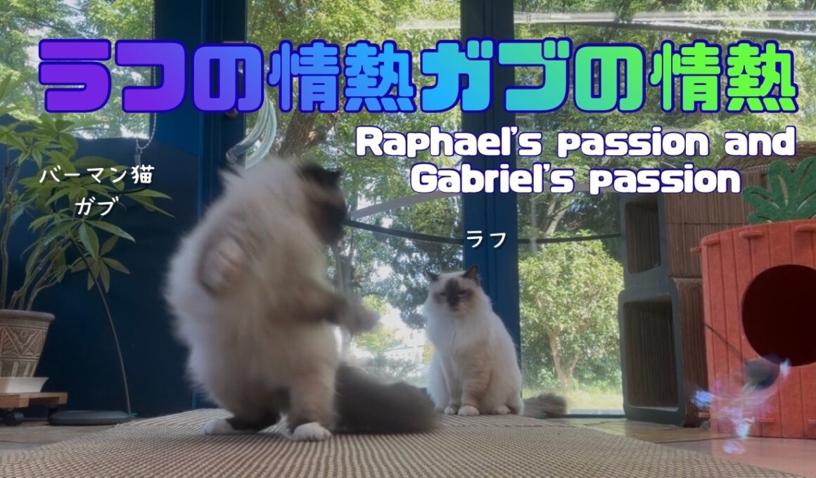 バーマン猫ラフとガブ【ラフの情熱ガブの情熱】Raphael's passion and Gabriel's passion（バーマン猫）Birman/Cat