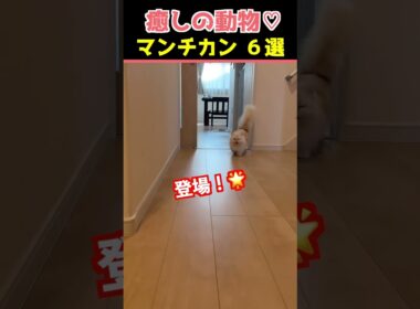 【癒しのマンチカン】SNSでバズった動物かわいい猫動画６選！【Healing Munchkin】6 Viral Cute Cat Videos on Social Media!