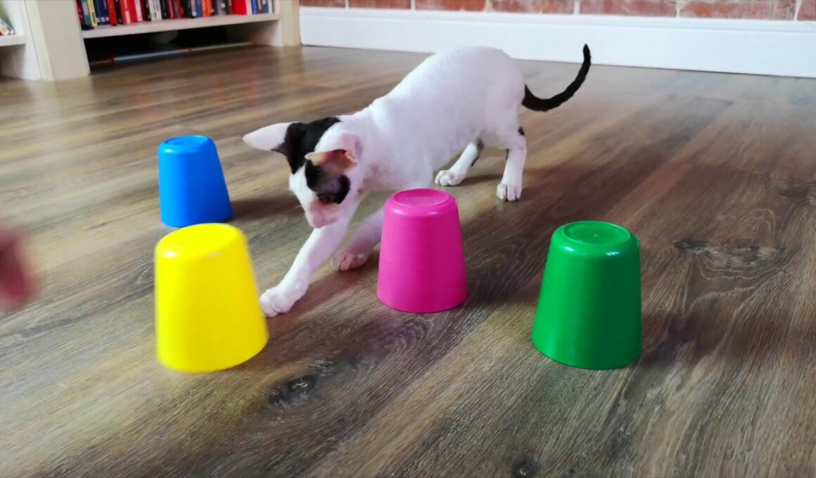 Cat plays SHELL GAME | Cornish Rex Jonny