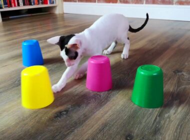 Cat plays SHELL GAME | Cornish Rex Jonny
