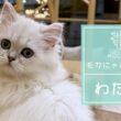 わたげ(ペルシャ♂)　筑紫野店